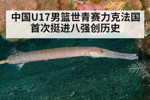 中国U17男篮世青赛力克法国首次挺进八强创历史